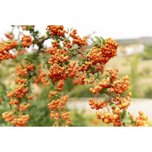 Hlohyňa šarlátová (Pyracantha) ´ORANGE GLOW´ - výška 40-60 cm, kont. C3L